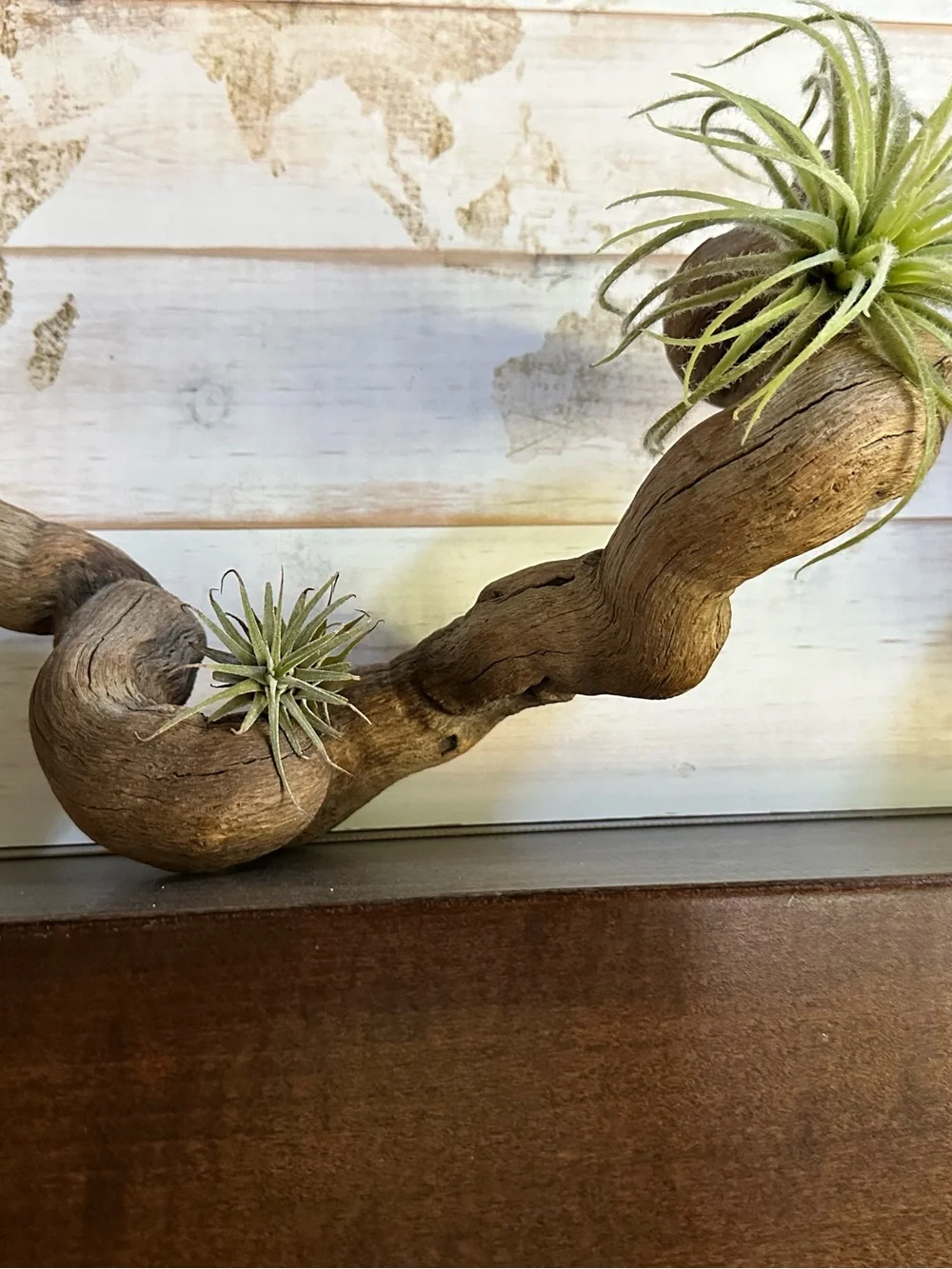 Natural Organic Twisted Vine Decorative Accent - Rustic Brown Winding Silhouette